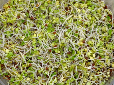 Sprouting – The #1 Technique For More Nutrition, Vitamins and Energy!