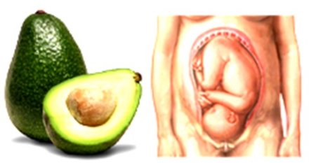avocado-womb