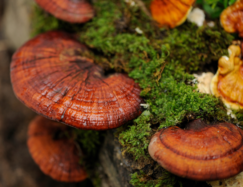 5 Medicinal Mushrooms That Boost Your Immune System