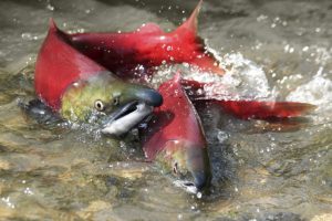 Genetically Modified Salmon – you may have eaten it already!
