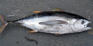Does Your Tuna Have 36x More Pollutants?