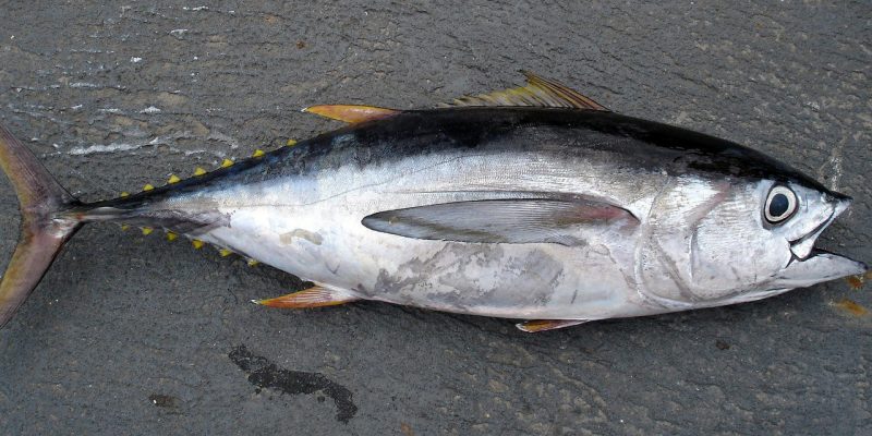 Does Your Tuna Contain 36x More Pollutants?