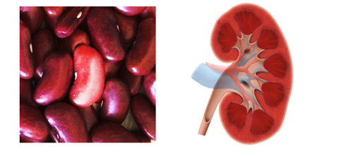 kidney-beans