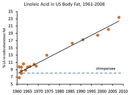 linoleic-acid-in-body-fatx