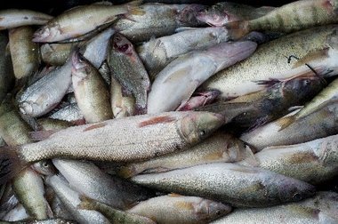 12 Contaminated Fish You Should Never Eat
