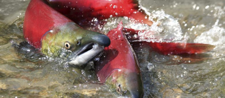 Genetically Modified Salmon – You May Have Eaten It Already!